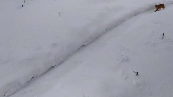Gato Jengibre Corre Por Sendero Nevado Huerto — Vídeo de stock