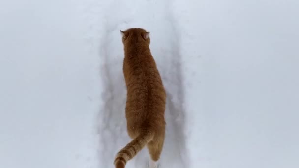 Μια Κοκκινομάλλα Γάτα Τρέχει Ένα Χιονισμένο Μονοπάτι — Αρχείο Βίντεο