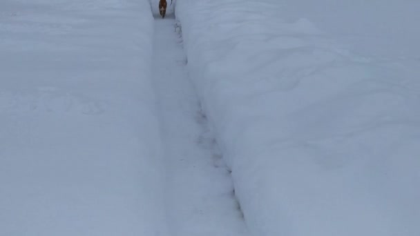 Gatto Zenzero Corre Lungo Sentiero Innevato Sera — Video Stock