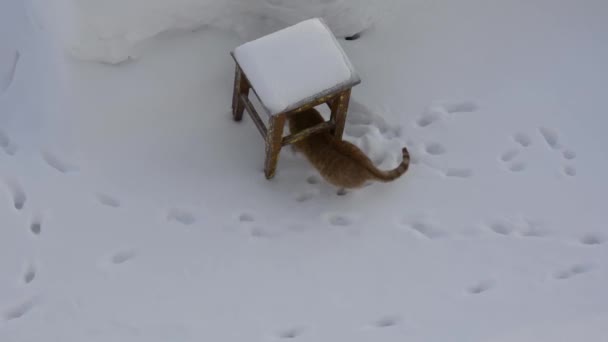 雪の中 冬の椅子の下には生姜猫が座っている — ストック動画