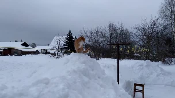 Μια Κοκκινομάλλα Γάτα Κάθεται Ένα Σωρό Από Χιόνι Και Παρακολουθεί — Αρχείο Βίντεο