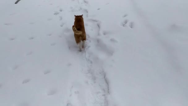 Μια Κοκκινομάλλα Γάτα Περπατά Γύρω Από Σπίτι Χειμώνα — Αρχείο Βίντεο