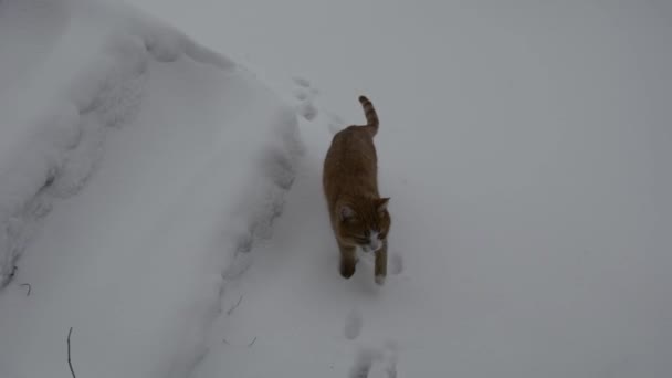 Рыжая Кошка Ходит Белому Снегу Зимой — стоковое видео