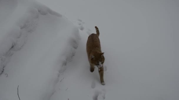 冬の夜 雪の中をジンジャー タビー猫が忍び込む — ストック動画