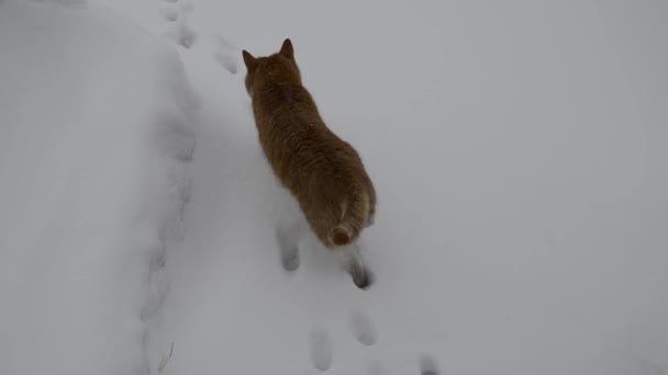 Μια Κοκκινότριχη Γάτα Περπατά Μέσα Στο Λευκό Χιόνι Ένα Χειμωνιάτικο — Αρχείο Βίντεο