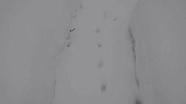 猫の足跡 雪の上の庭の生姜猫の戯画 — ストック動画