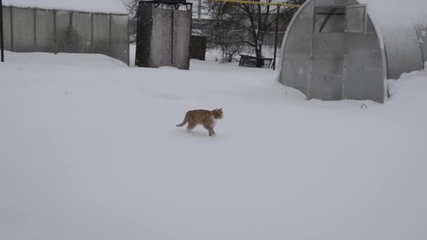 雪の上の庭の生姜猫の毛 猫は雪の下を歩く — ストック動画