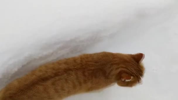 Karda Kızıl Kedi Yavru Kedi Bahçedeki Çitlerin Arasındaki Boşluktan Geçiyor — Stok video