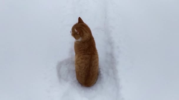 Ingefära Katt Sitter Snödriva Vintern — Stockvideo