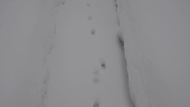 Кот Убегает Хозяина Домашняя Кошка Гуляет Снегу Заднем Дворе — стоковое видео