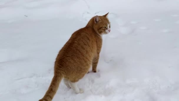 Ginger Tabby Kot Śniegu Zimowy Dzień — Wideo stockowe