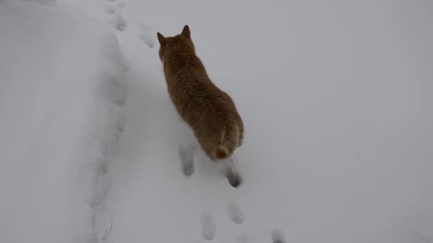 고양이는 걷습니다 고양이는 겨울에 정원을 — 비디오