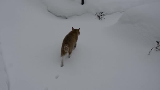 Kedi Karda Süzülür Bırakır Kızıl Kedi Kışın Bahçede Yürür — Stok video