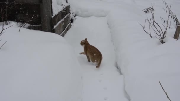 Кошка Точит Когти Деревянных Досках Рыжий Кот Следует Следу Снегу — стоковое видео