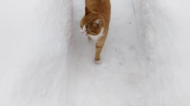 Kočka Kráčí Zasněžené Stezce Zimě — Stock video