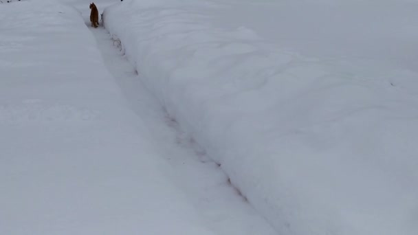 冬夜在花园里 猫坐在雪地的小径上 — 图库视频影像