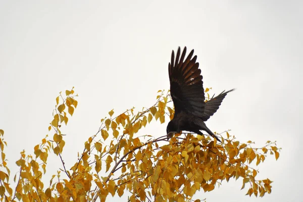 Black Raven Pájaro Vuela Desde Arbusto Arbusto Otoño Con Follaje — Foto de Stock