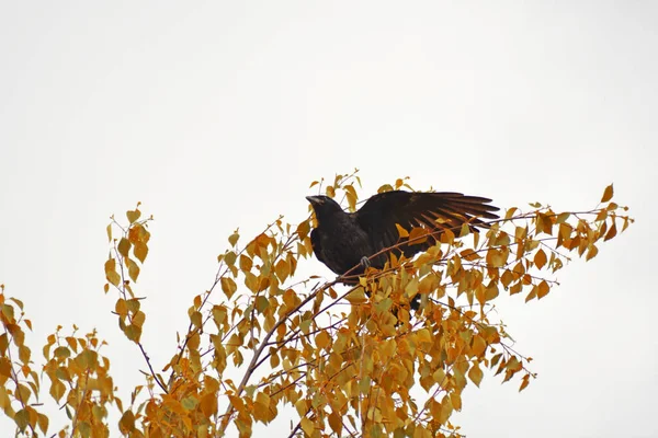 Kara Karga Kuş Bir Çalılığa Oturur Sarı Yapraklı Sonbahar Çalısı — Stok fotoğraf