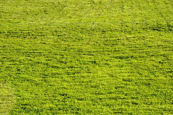 Zöld Pázsit Gyepfű Foci Pálya Golfpálya — Stock Fotó