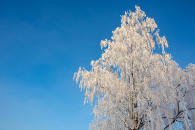 Snowy tree against the blue sky. The branches of the trees are covered with white snow. Picturesque winter landscape.