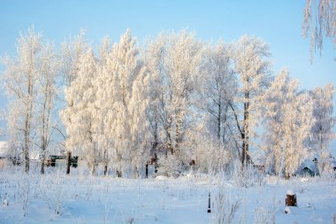Picturesque winter landscape. The trees are covered with snow. Winter forest in the snow.