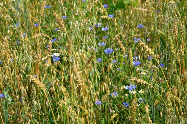 Cornflowers in golden ears. Wheat field. Rye field.