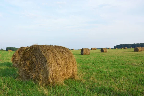 Hay Rolls Hay Lying Field — Stock Photo, Image