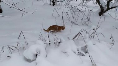 The cat is walking in the snow. A ginger cat walks through the snowdrifts in the garden.