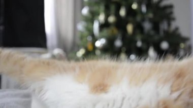 The ginger cat stretches. A cute kitten lies near the Christmas tree.