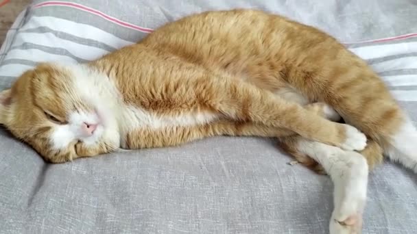 Sleeping Cat Ginger Cat Stretches Bed — Vídeo de Stock