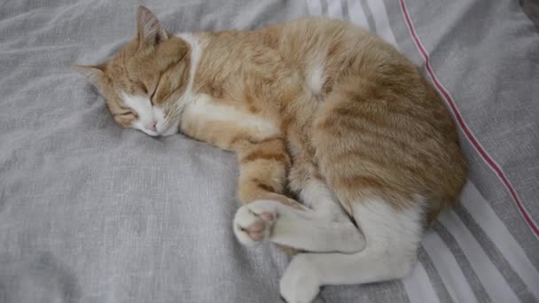 寝てる猫 生姜猫はベッドの上で眠り深く呼吸する — ストック動画