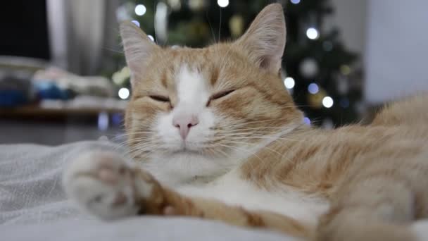 Cat Dozing Ginger Cat Lies Bed — Stockvideo