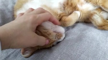 El kediyi okşar. Uyuyan kızıl kedi.