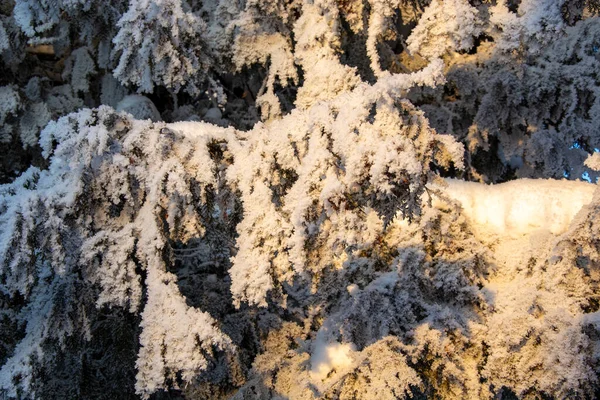 Neve Primeiro Lugar Neve Está Nos Ramos Das Árvores Uma — Fotografia de Stock