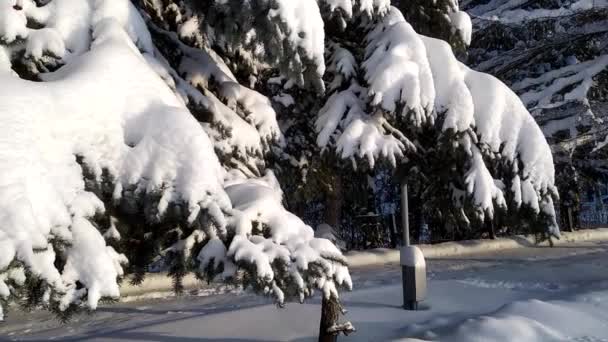 Bomen Sneeuw Sneeuw Ligt Takken Van Bomen Sneeuwwitje Winter Sneeuwval — Stockvideo