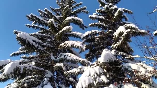 Kar Fırtınaları Ağaçların Dallarında Kar Yatıyor Karlı Soğuk Kış Şehirde — Stok video