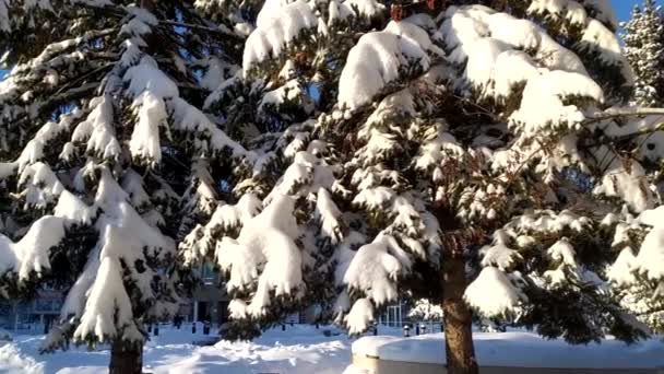 Neve Primeiro Lugar Neve Está Nos Ramos Das Árvores Uma — Vídeo de Stock