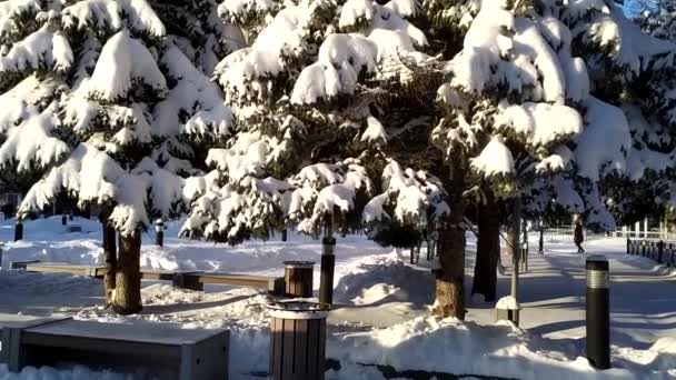 Снежные Елки Городском Парке Снег Лежит Ветвях Деревьев Снежная Морозная — стоковое видео
