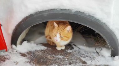 Genç kırmızı bir kedi bir borunun içinde saklanıyor. Kışın kedi.