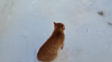 Kışın kedi. Genç kırmızı bir kedi bir borunun içinde saklanıyor..
