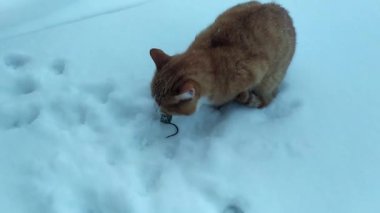 Kışın kedi fare. Kızıl kedi fareyi yakaladı ve onu kemirdi..