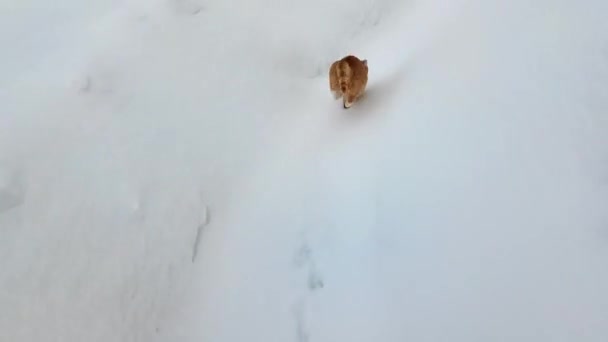 猫は雪の中を走る 赤い猫は冬の間に雪のドリフトを通って彼の道を行きます — ストック動画