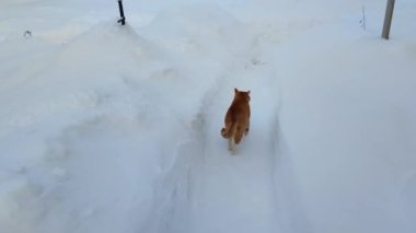 Kırmızı bir kedi patika boyunca bahçede koşar. Kışın kar yağışı.