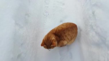 Kışın bahçede kırmızı kedi yol boyunca koşar..