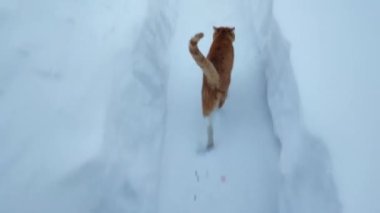 Kedi karda yürür. Kedi bir yürüyüşten eve koşar. Kırmızı kedi ve beyaz kar.