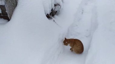 Kış kedi yürüyüşü. Kırmızı kedi ve beyaz kar.