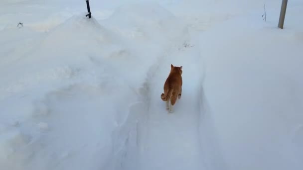 Gato Rojo Corre Jardín Largo Del Camino Snowdrifts Invierno — Vídeo de stock