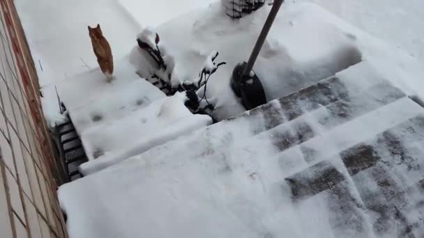 Gato Sale Dar Paseo Snowdrifts Gato Gato Rojo Camina Nieve — Vídeos de Stock