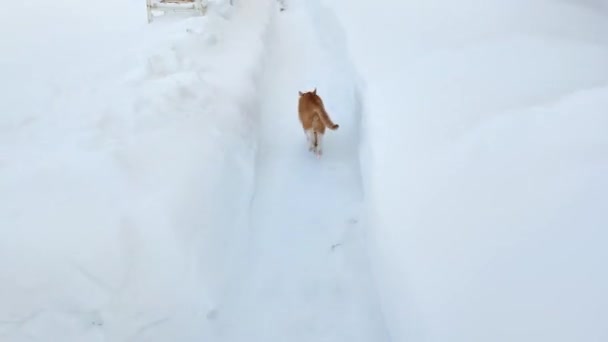 Gato Corre Casa Paseo Gato Rojo Nieve Blanca — Vídeo de stock