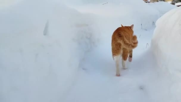 Zimowy Spacer Kota Czerwony Kot Chodzi Śnieżnej Ścieżce — Wideo stockowe